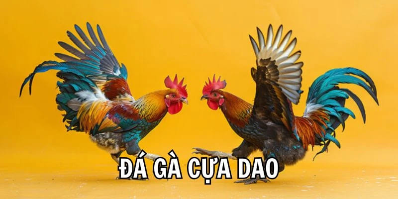 Hiểu rõ về hình thức chơi đá gà cựa dao