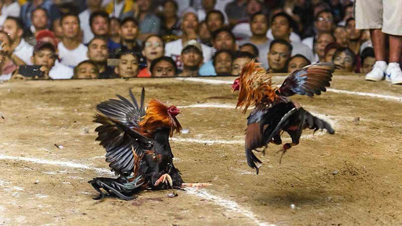 Khái quát thông tin về Đá gà C3