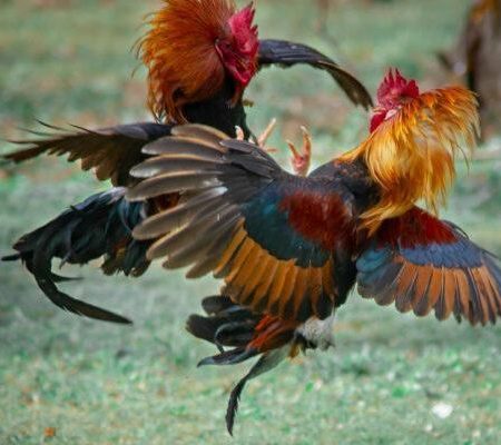 Đá Gà Thomo C1 Và Tất Cả Những Điều Kê Thủ Cần Biết