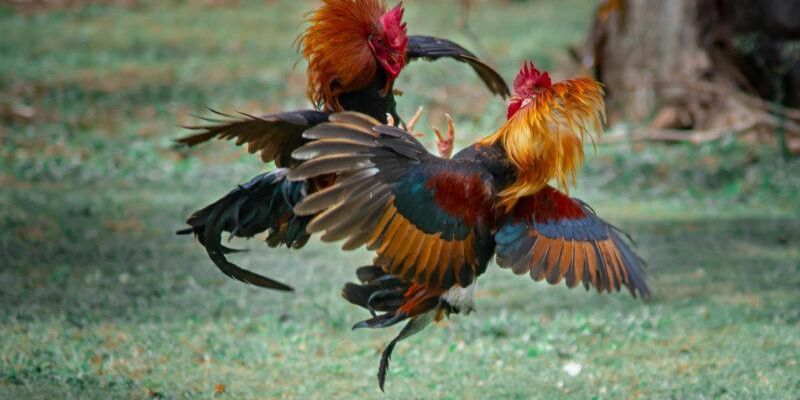 Đôi nét về sân chơi đá gà Thomo C1