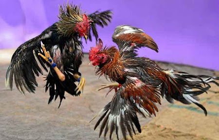 Đá Gà Trực Tiếp Thomo – Sảnh Chọi Kê Kịch Tính, Không Thể Rời Mắt